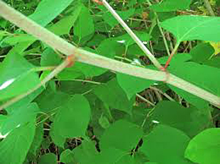 Japanese Knotweed